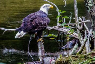 Little Manistee Watershed Photo