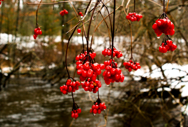 Little Manistee Watershed Photo