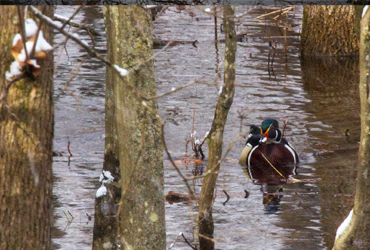 Little Manistee Watershed Photo