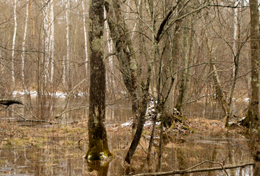 Little Manistee Watershed Photo