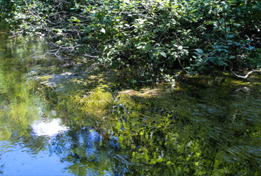 Little Manistee Watershed Photo